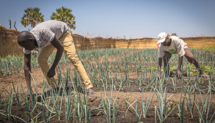 Scenario's for the future: the impact of the war in Ukraine on global food security 1